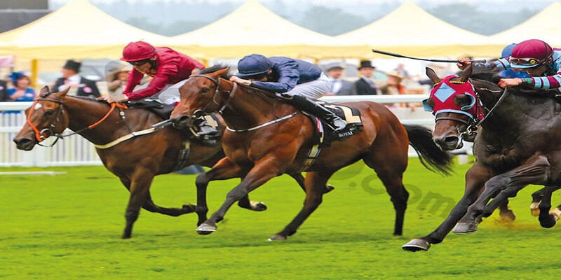 Cá cược đua ngựa - trò chơi được nhiều người yêu thích