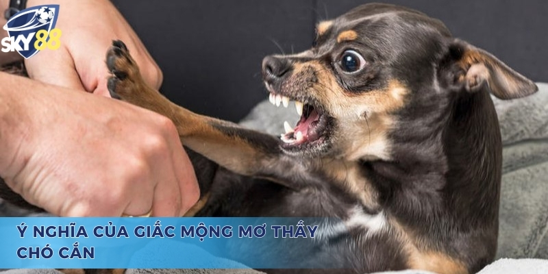 Chiêm bao và câu hỏi mơ chó cắn vào tay đánh con gì