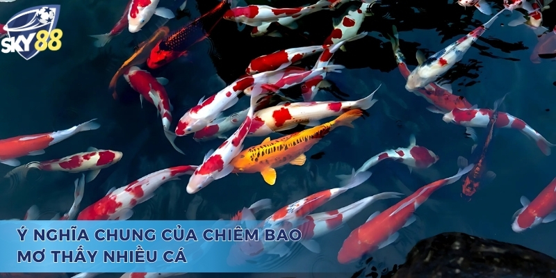 Ý nghĩa và câu hỏi mơ thấy nhiều cá đánh con gì